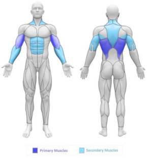 Músculos que trabaja el muscle-up